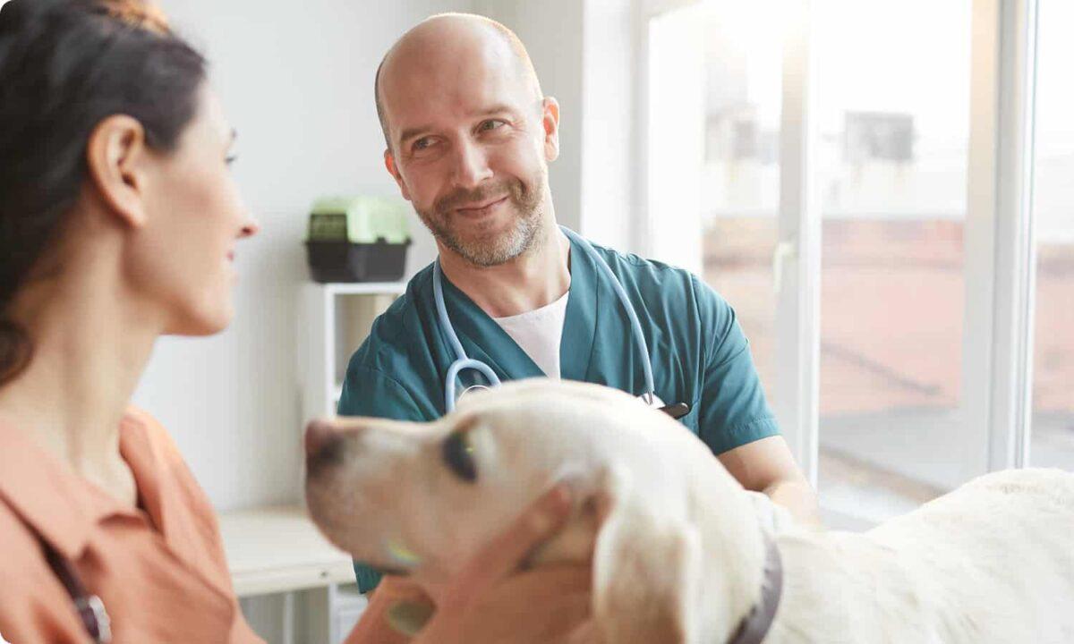 A Vet speaks with a pet owner while examining her dog.